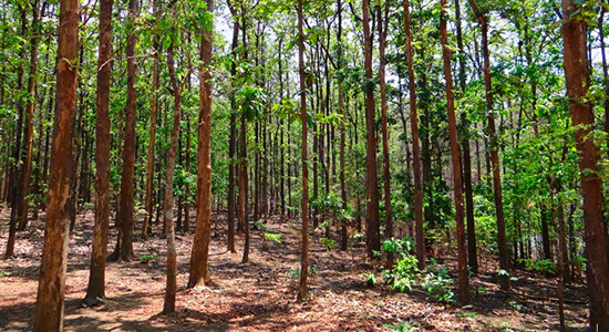 teakwood forest